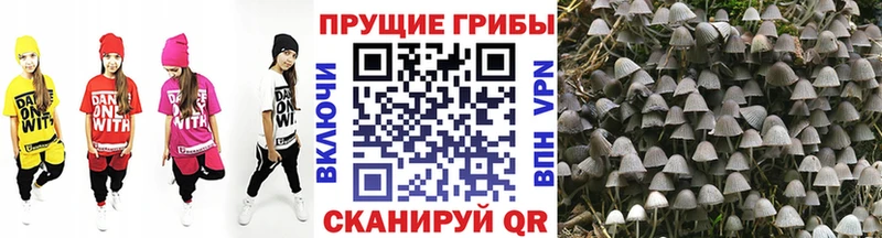Галлюциногенные грибы мицелий  наркота  Магас 